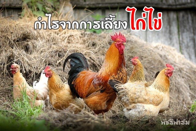 อาชีพ "เลี้ยงไก่ไข่" ได้กำไรจากอะไรบ้าง